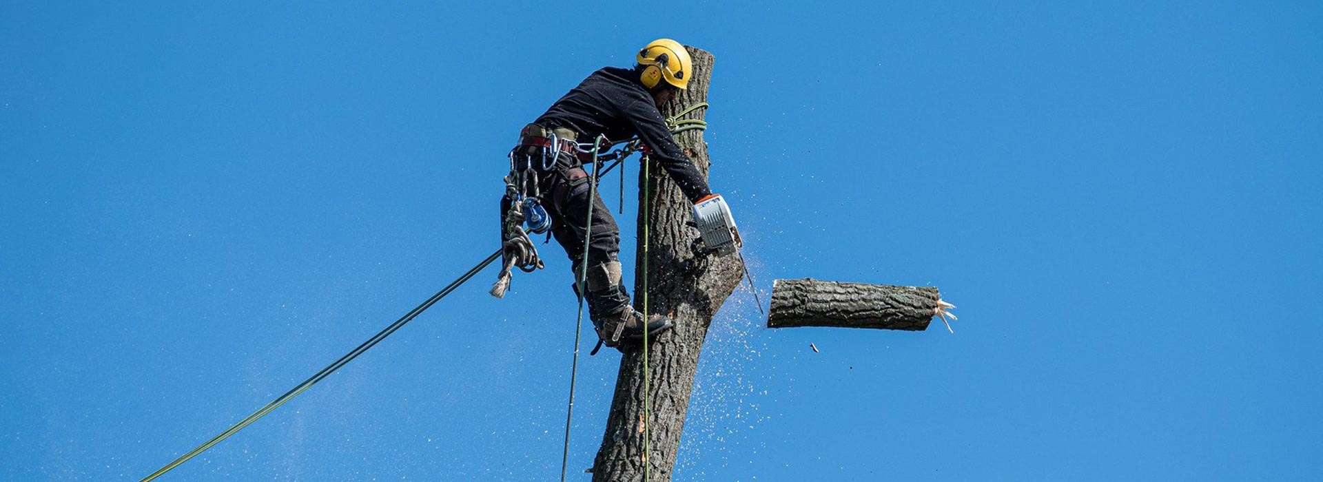 Tree Services Sydney