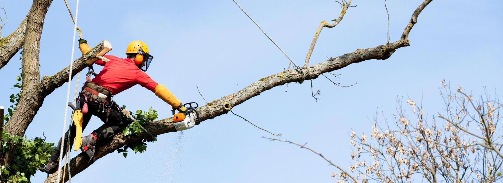 Tree Removal Sydney