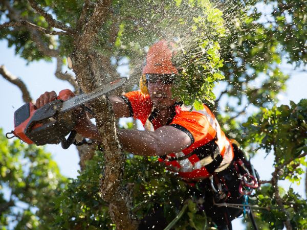 Tree Removal Near Me