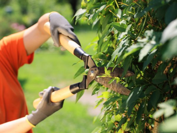 Tree Trimming Near Me