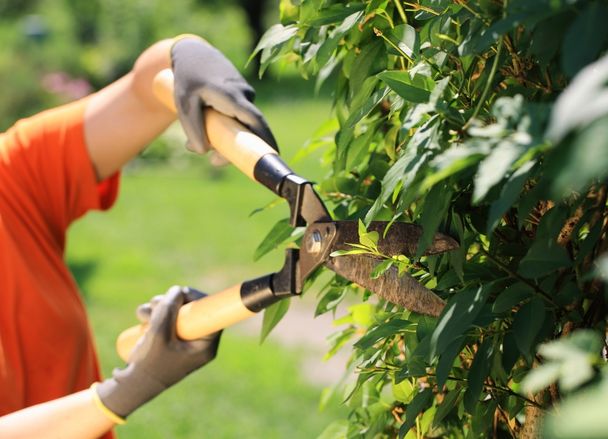 Tree Hedge Trimming Sydney