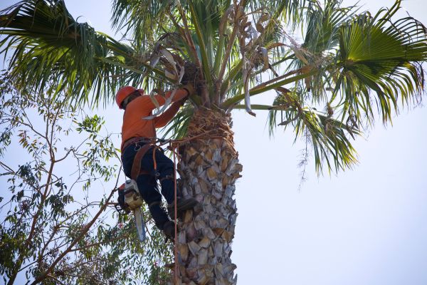 Tree Hedge Trimming Sydney
