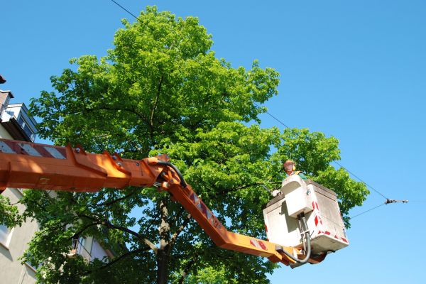 Tree Trimming Near Me