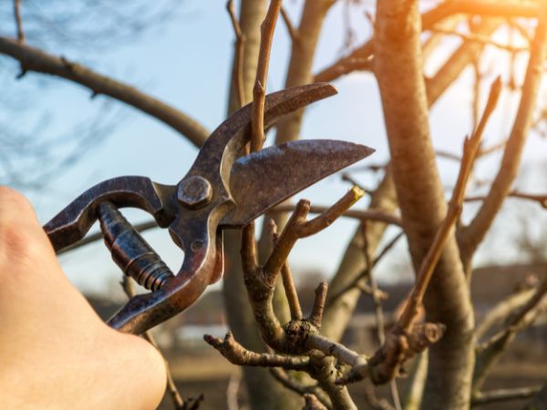 Tree Pruning Near Me