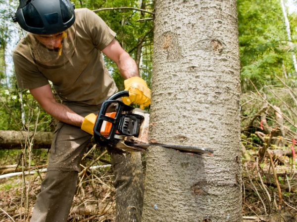 Tree Removal Near Me