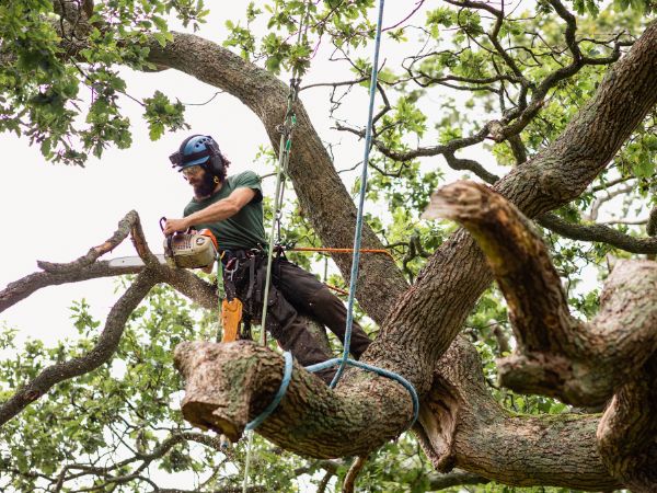 Tree Removal Near Me