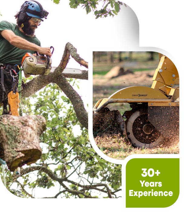 Tree Lopping Hurstville