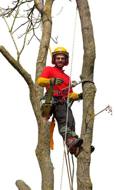 Tree Removal Hurstville