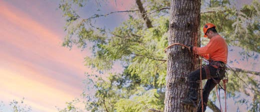 Tree Cutting Near Me