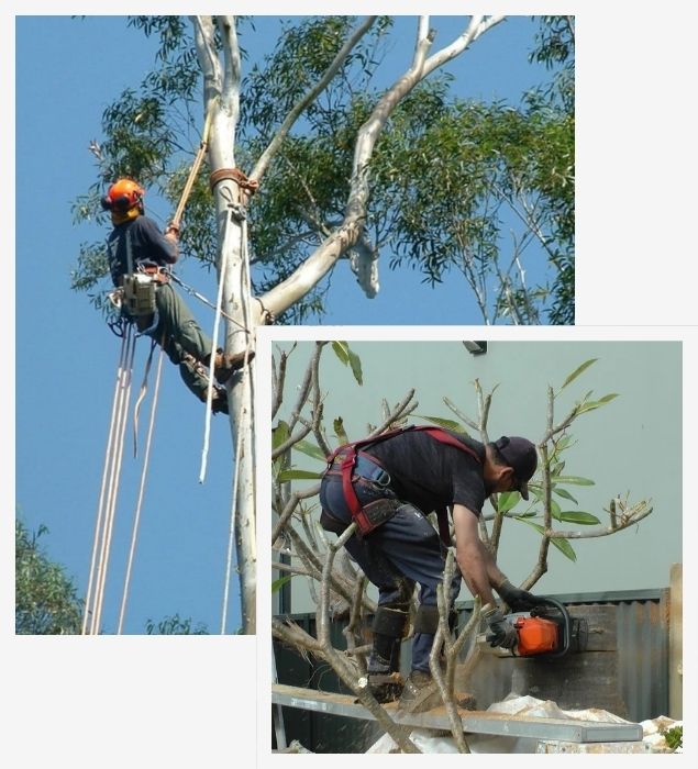 Tree Services Sydney