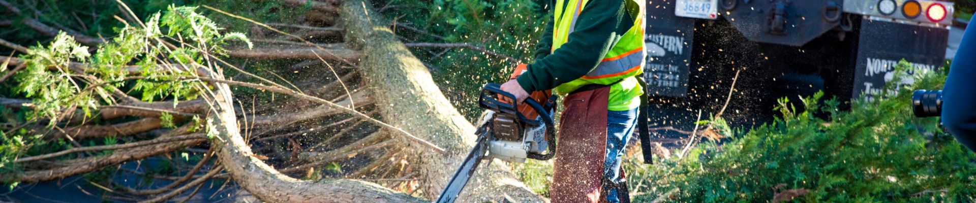 Tree Lopping Near Me