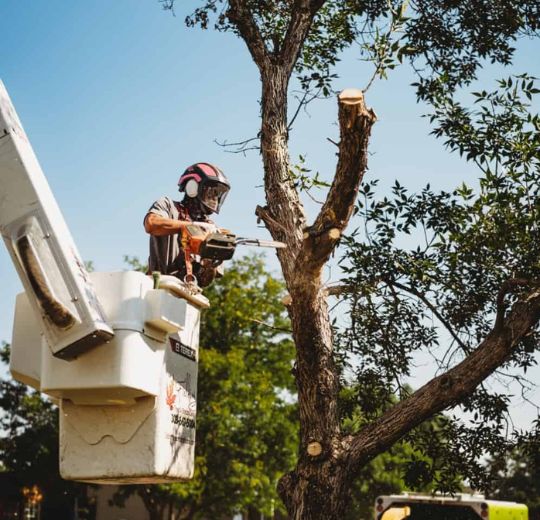 Tree Services Near Me
