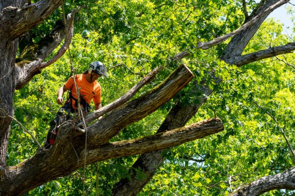 Tree Pruning Near Me