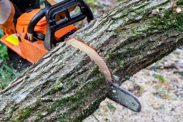 Arborist Near Me