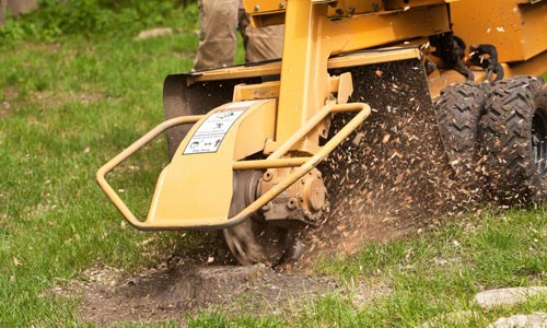 Stump Removal Near Me